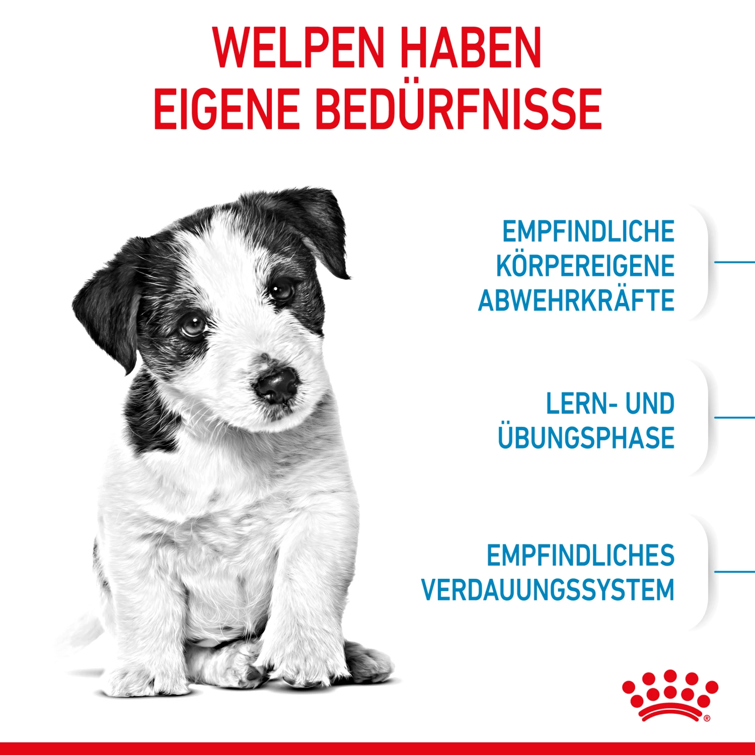 Royal Canin Mini Puppy Trockenfutter Für Welpen Kleiner Hunderassen – Bild 2