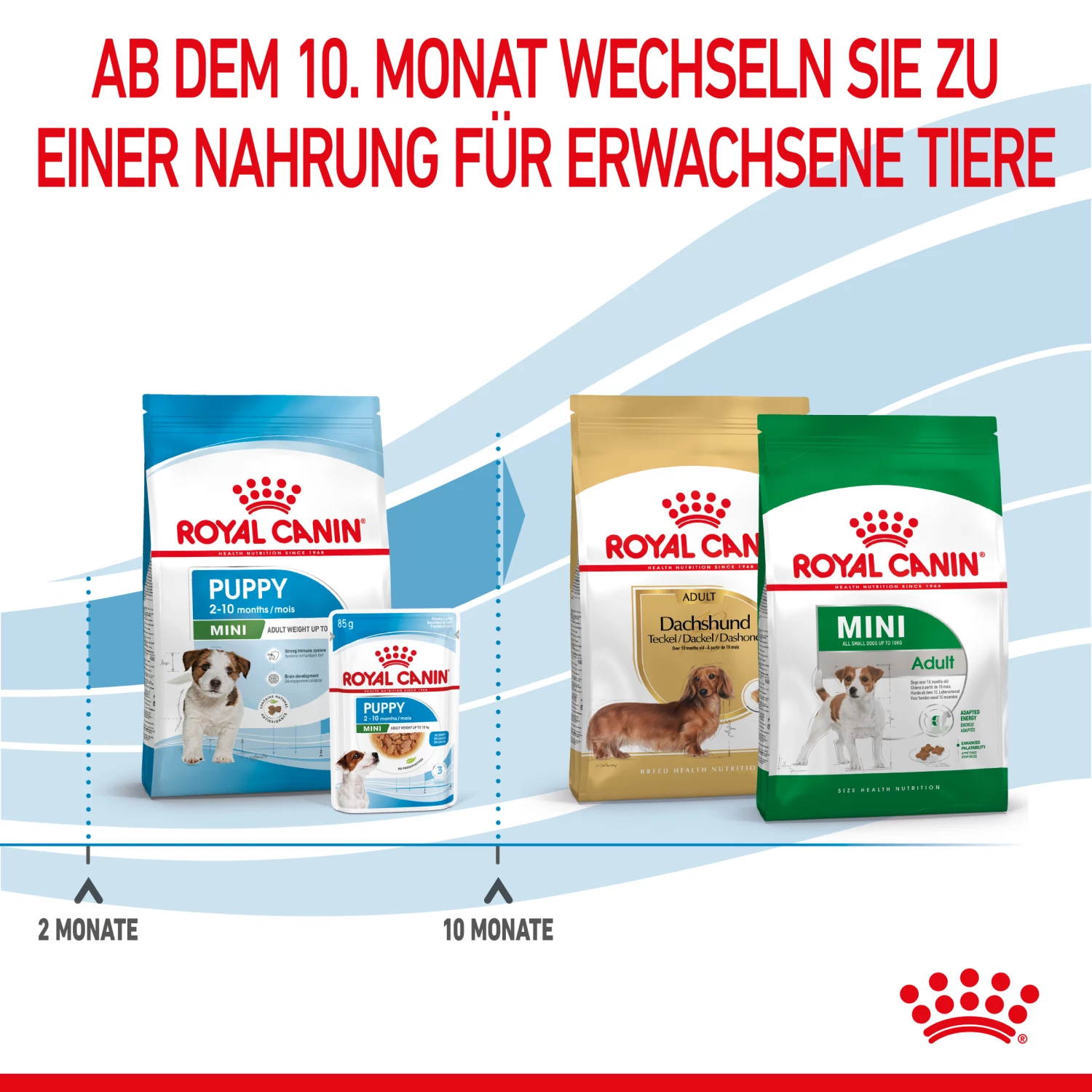 Royal Canin Mini Puppy Trockenfutter Für Welpen Kleiner Hunderassen – Bild 5